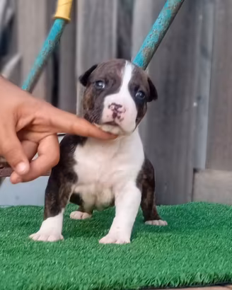 Cuccioli Amstaff con pedigree vaccini e microchip