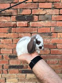 Cucciolo ariete nano coniglio