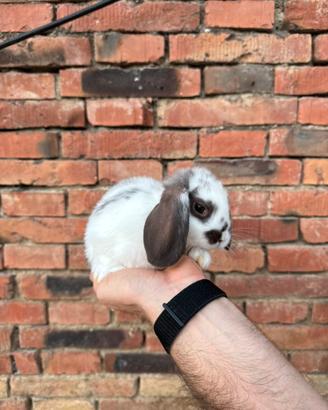 Cucciolo ariete nano coniglio