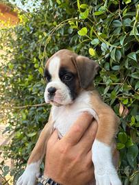 Boxer cuccioli
