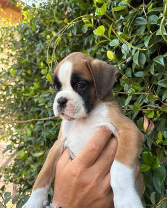 Boxer cuccioli