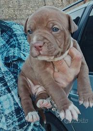Cuccioli di Pitbull