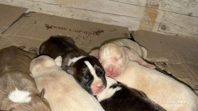 Cuccioli pitbull