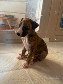 Cuccioli di Whippet