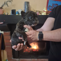 Cuccioli bulldog francese