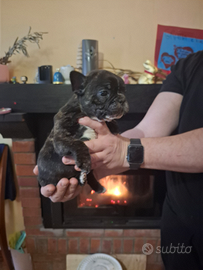Cuccioli bulldog francese