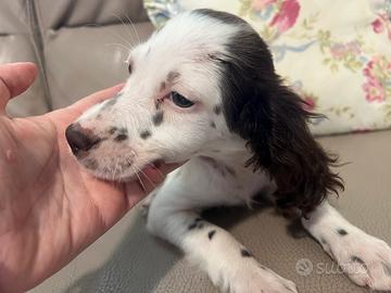 Cuccioli di setter puri