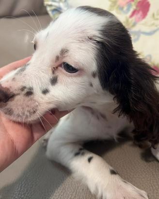 Cuccioli di setter puri