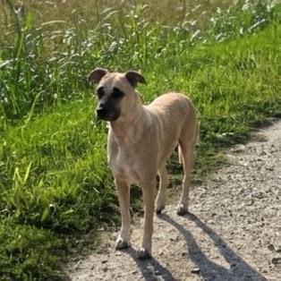 Adotta femmina kangal