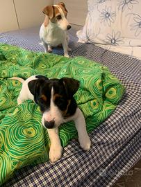 Cucciola Jack russel