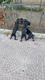 Tornano Disponibili cuccioli di jadg terrier
