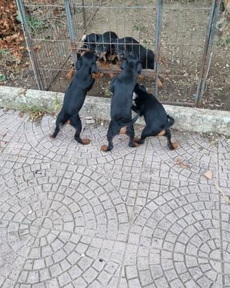 Tornano Disponibili cuccioli di jadg terrier