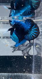 BETTA PLAKAT (Avatar X Melano)