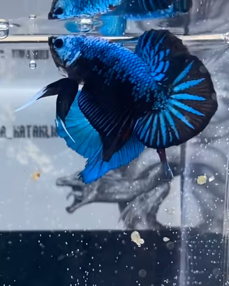 BETTA PLAKAT (Avatar X Melano)