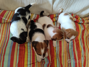 Cuccioli di Jack Russell