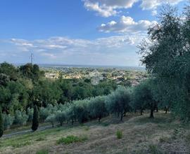 TER. AGRICOLO A UZZANO