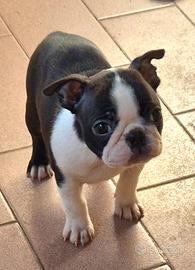 Boston terrier