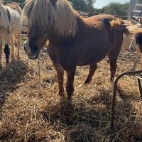 Pony e asinelli