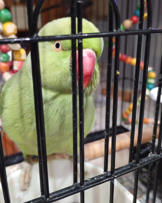 Pappagallo