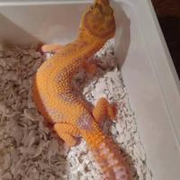 Geco leopardino