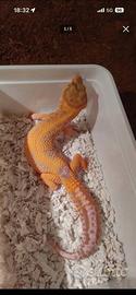 Geco leopardino