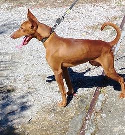 Cirneco dell'Etna