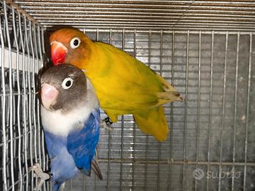 Coppia insep mascherato Pez verde x cobalto viola