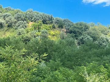 Terreno agricolo a Castiglione Cosentino