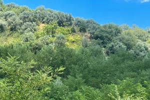 Terreno agricolo a Castiglione Cosentino