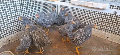 Polletti razza Amrock