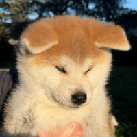 Akita Inu cucciola