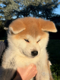 Akita Inu cucciola