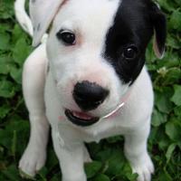 Cuccioli amstaff/labrador