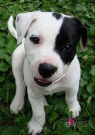 Cuccioli amstaff/labrador