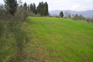 Terreno presso Case di san Romolo