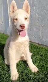 Cucciolo di Siberian husky