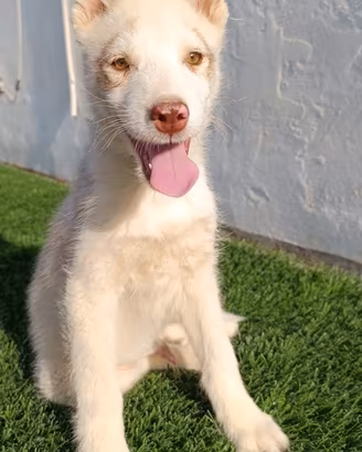 Cucciolo di Siberian husky