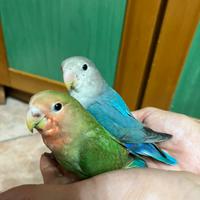 Pappagalli inseparabili allevati a mano