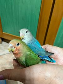 Pappagalli inseparabili allevati a mano