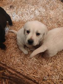 Cucciolo cane Labrador