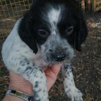 Vendita cuccioli Setter Inglesi