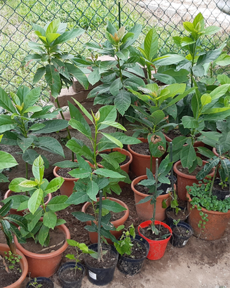 Avocado,gelso italiano,hybiscus, calicantus