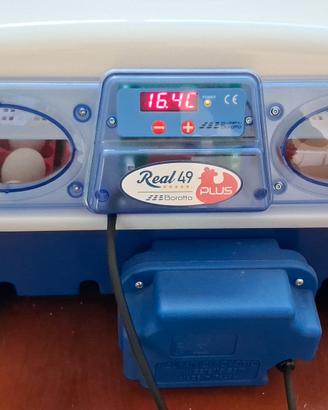 Incubatrice Borotto Real 49 Plus
