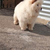 Chow chow