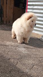 Chow chow