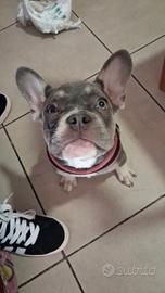 Coppia bul dog francese