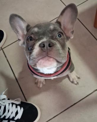 Coppia bul dog francese