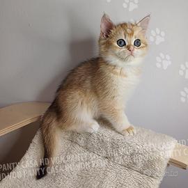 Cuccioli Scottish fold e straight