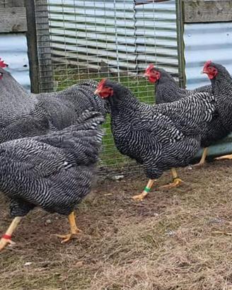 Ovaiole barred rock allevati a terra