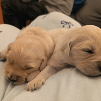 Cuccioli di Golden Retriever con Pedigree